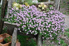 Thymus Pink Buttons